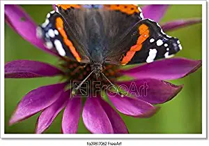 Barewalls Red Admiral Butterfly Paper Print Wall Art (16in. x 24in.)