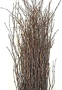 Richland Natural Birch Branches 3-4 Feet (25 Branches)