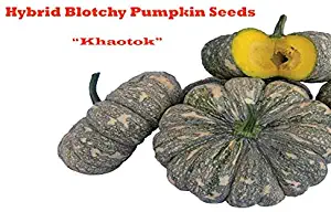 30 Pcs Hybrid Blotchy Pumpkin Seeds Khaotok Fruit Vegetable Original from Thailand , Thick Texture ,Sticky ,Sweet taste , Easy To Grow Seed.