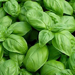 Basil Seeds - Large Leaf Italian Sweet Basil Heirloom Seeds ► Organic Non-GMO Basil Seeds (100+ Seeds) ◄ by PowerGrow Systems