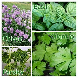 Organic Herb Garden Mix Cilantro, Parsley, Chives & Basil Grown in USA 2018